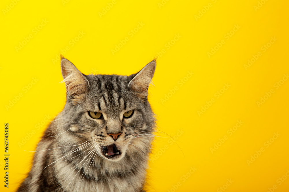 The gray cat looks up, mewing and having widely opened a mouth. Horizontal shot, yellow background, close up The gray cat looks up, mewing and having widely opened a mouth. Horizontal shot, yellow background, close up