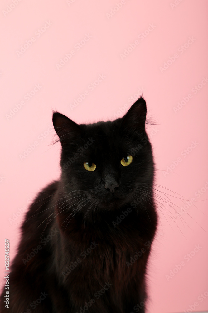 Black cat on pink background with bright yellow eyes. Happy Halloween