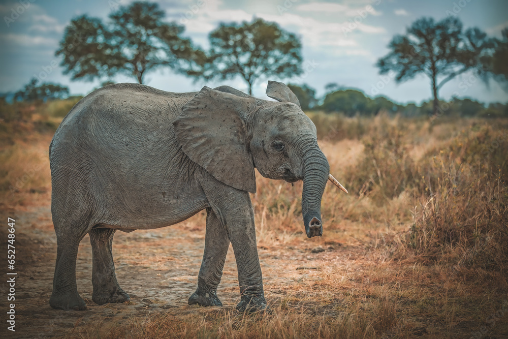 Fototapeta premium African Elephant in the wild