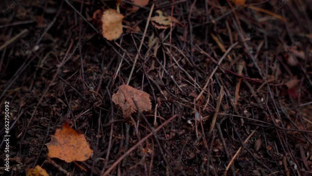 a large forest anthill with ants. close-up. 4k a large forest anthill with ants. close-up. 4k