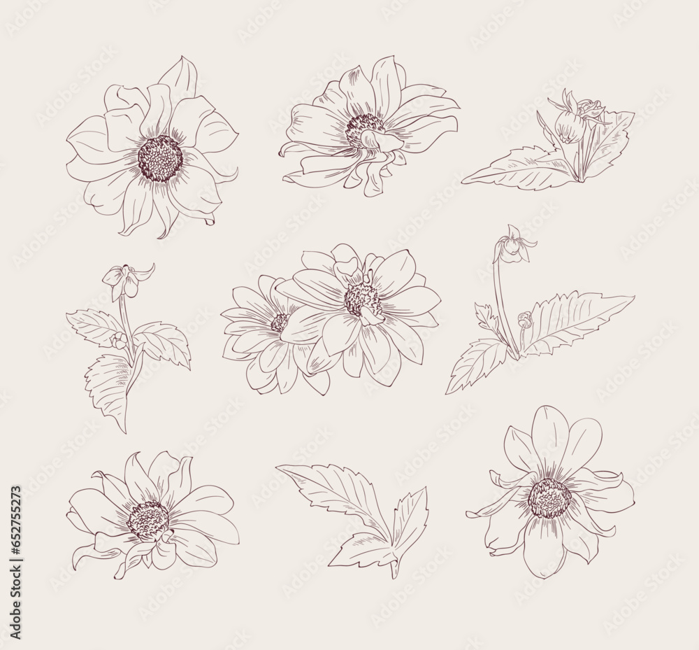 A set of sketches of painted dahlias, flowers and foliage.