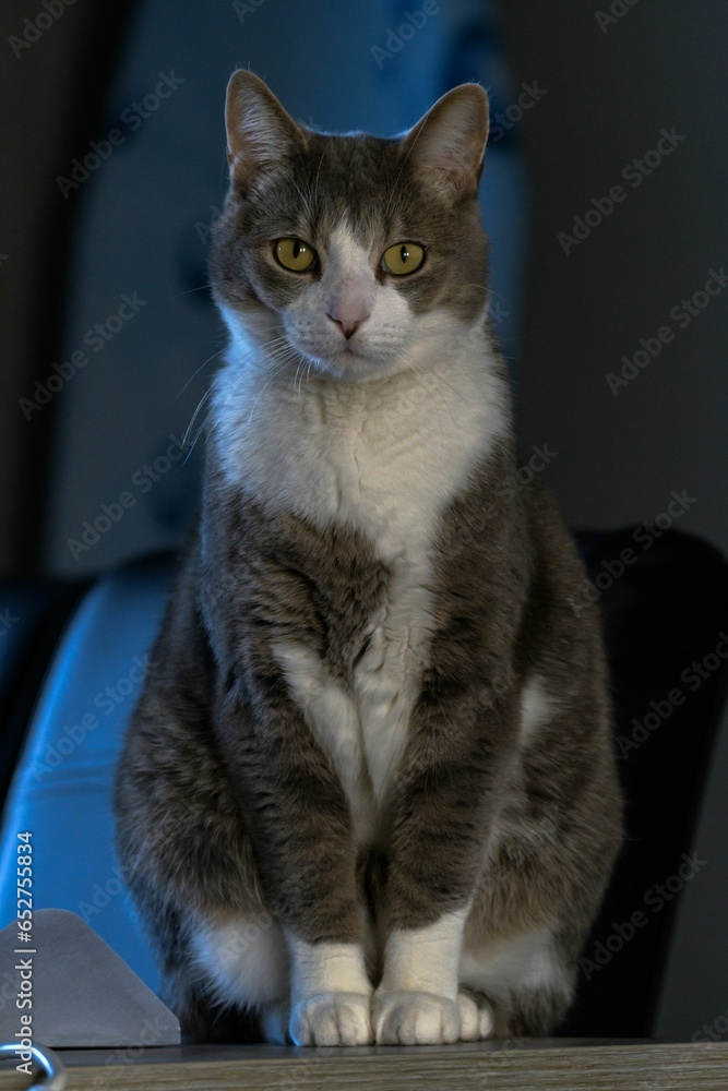 a grey and white cat is sitting on top of a chair