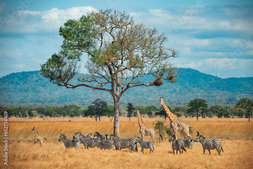 Canvas Print Wild Giraffes and zebras together