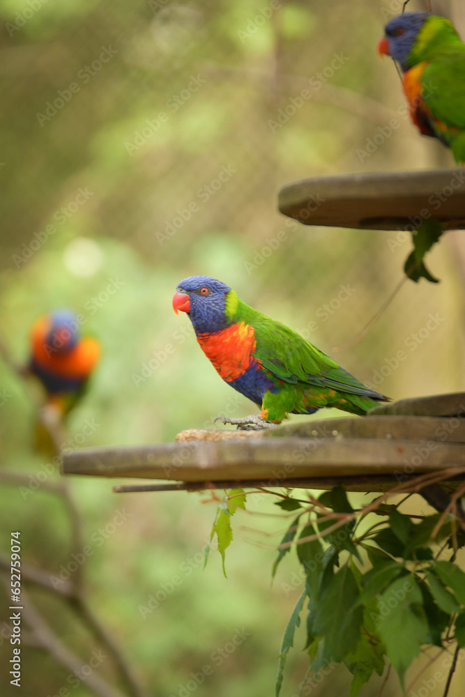 A lori parrot sits on a branch in its enclosure at the zoo. A summer day at the Czech zoo