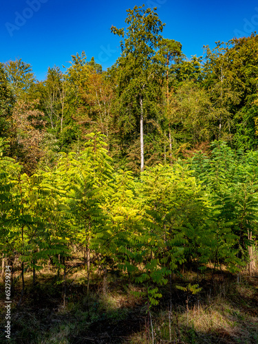 Wiederaufforstung im Mischwald