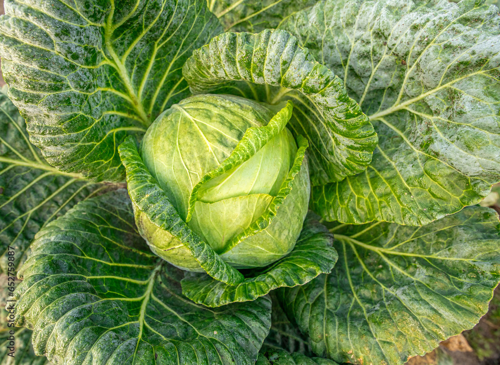 Obraz premium Nature's Bounty Up Close: The Lush, Verdant Leaves of Ripe Garden Cabbage
