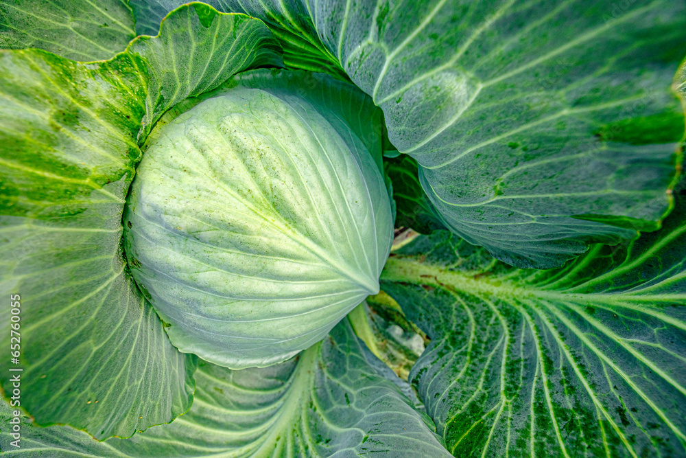 Cabbage in Its Prime: An Intimate Portrait of Freshness and Flavor Cabbage in Its Prime: An Intimate Portrait of Freshness and Flavor