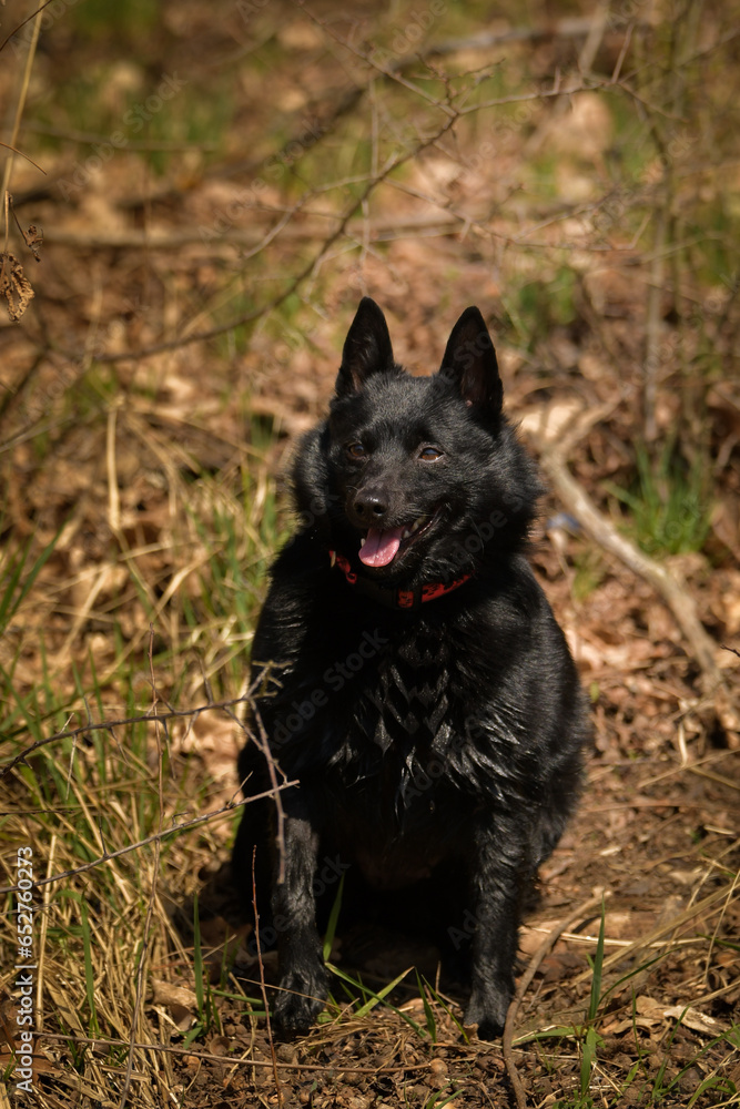 Young female of schipperke is sitting in grass. She has so nice face. She is so patient model.