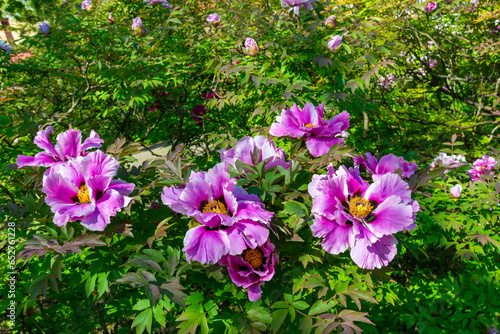 Flowering bushes of tree peony in a botanical garden in Odessa  Ukraine