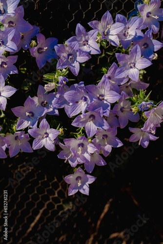 Closeup of beautiful Campanula persicifolia flowers growing in the garden photo