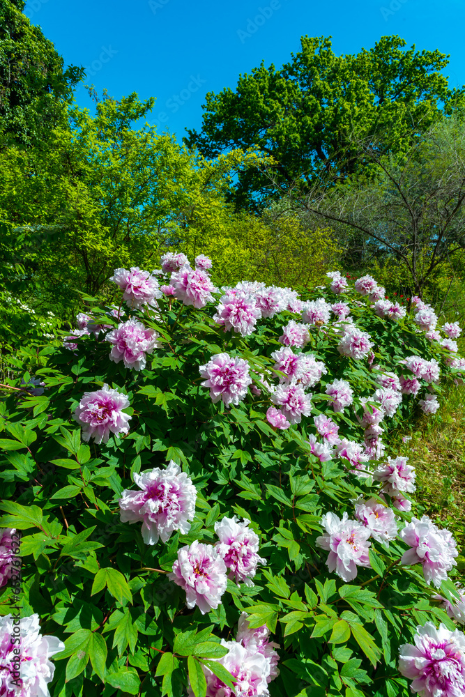 Flowering bushes of tree peony in a botanical garden in Odessa, Ukraine