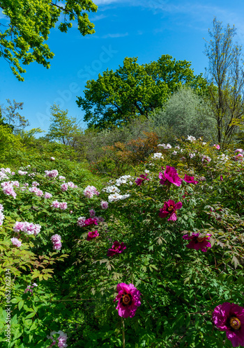 Fototapeta Naklejka Na Ścianę i Meble -  Flowering bushes of tree peony in a botanical garden in Odessa, Ukraine