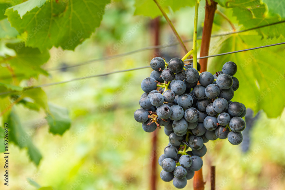 Fototapeta premium bunch of grapes