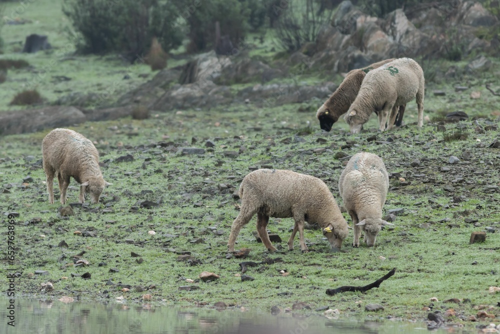 Herd of white, fluffy sheep grazing in a lush, green grassy field covered by misty fog Herd of white, fluffy sheep grazing in a lush, green grassy field covered by misty fog