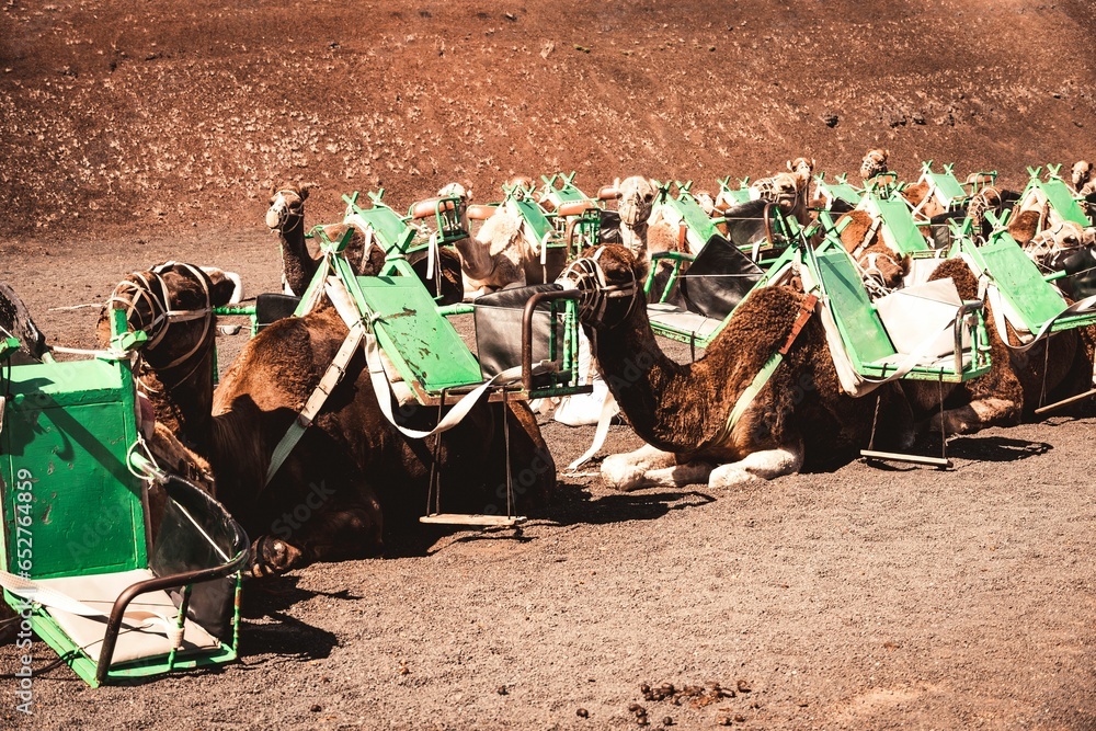 Fototapeta premium Group of camel caravan in the dry desert