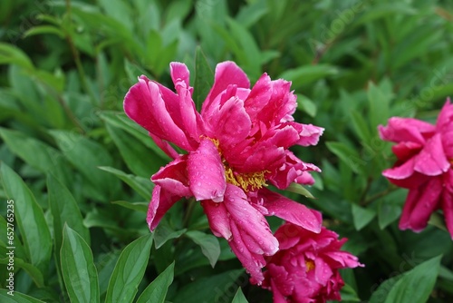 Pink peonies flower in the garden