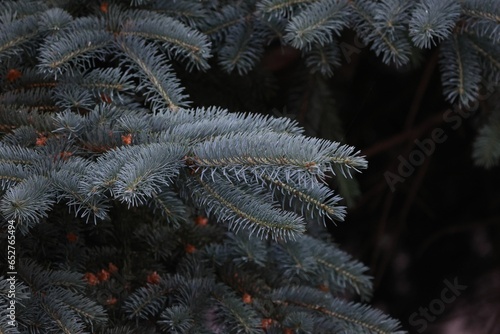 Closeup shot of beautiful fir branches on a dark background