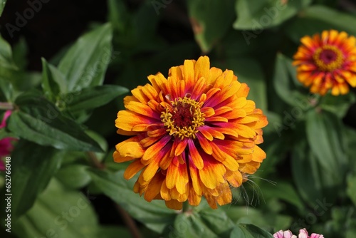 Closeup shot of an orange Zinnia elegans  Violacea  with green leaves on the blurred background