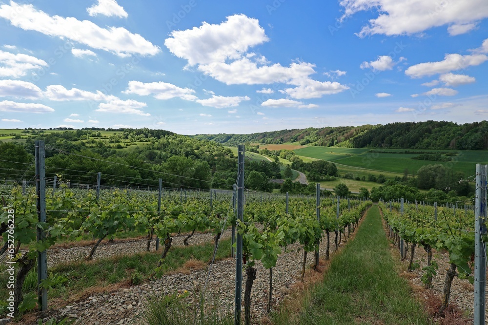 a row of vines in a vineyard with a blue sky