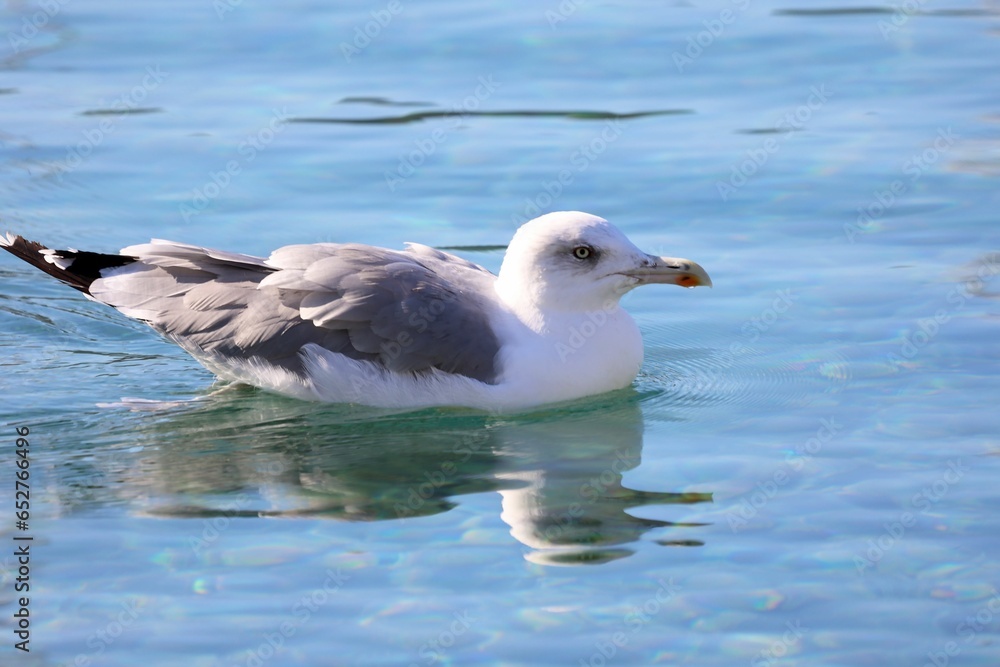 Closeup view of a seagull swimming on the waves Closeup view of a seagull swimming on the waves