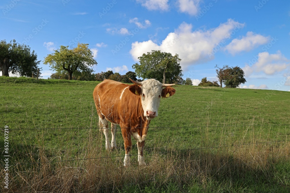 Brown and white cow in the pasture on a clear day