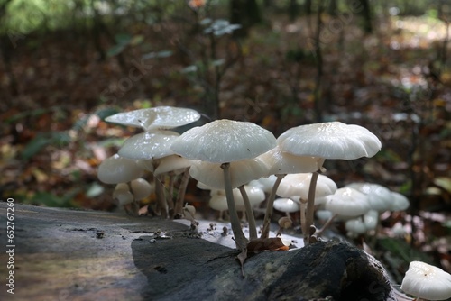 Closeup shot of a Porcelain mushrooms (Oudemansiella mucida) mushroom  on tree bark photo