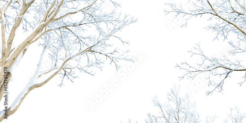 Branches of a tree in snow on white © Buffstock