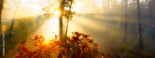 Autumn's Embrace: A Foggy Dawn in the Enchanted Forest