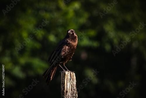 Crow atop a wooden post in a scenic outdoor environment surrounded by trees