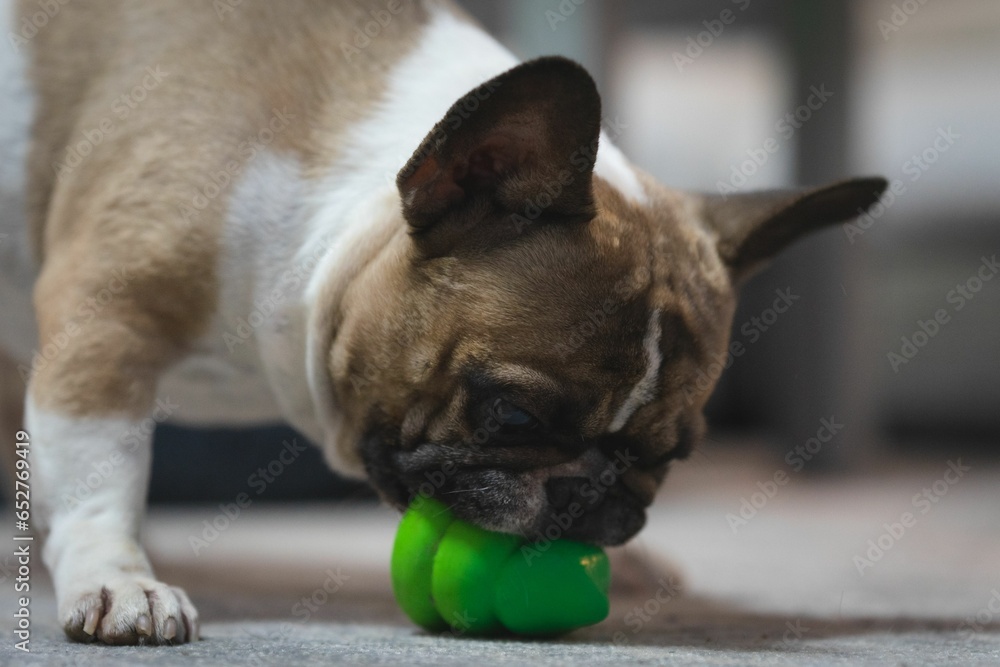 Small French Bulldog playing with a green little toy against blurred background