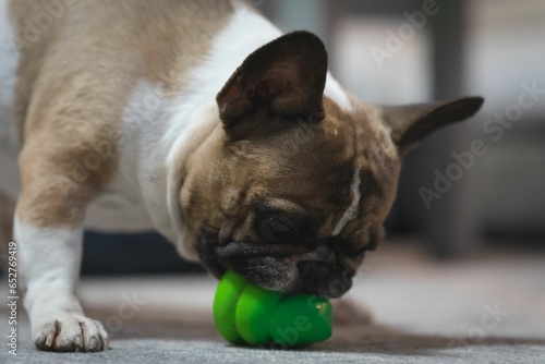 Small French Bulldog playing with a green little toy against blurred background © Lana Mršnik1/Wirestock Creators