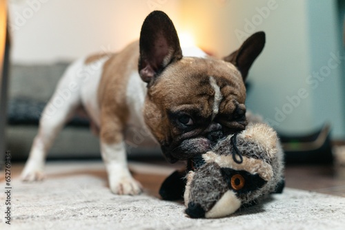 Closeup shot of a French bulldog playing with a toy raccoon in the room