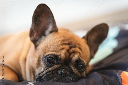 Fototapeta Naklejka Na Ścianę i Meble -  Closeup brown bulldog lying on bed