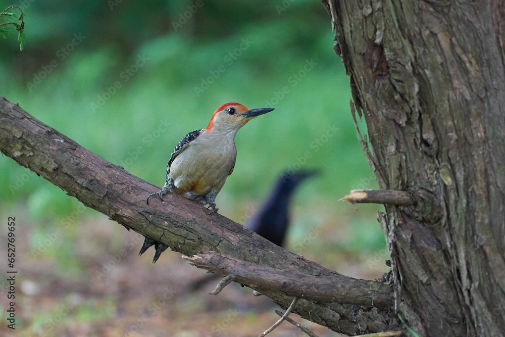 A close-up shot of a Red-bellied woodpecker sitting on a tree branch A close-up shot of a Red-bellied woodpecker sitting on a tree branch