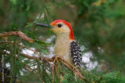 A close-up shot of a Red-bellied woodpecker sitting on a tree branch