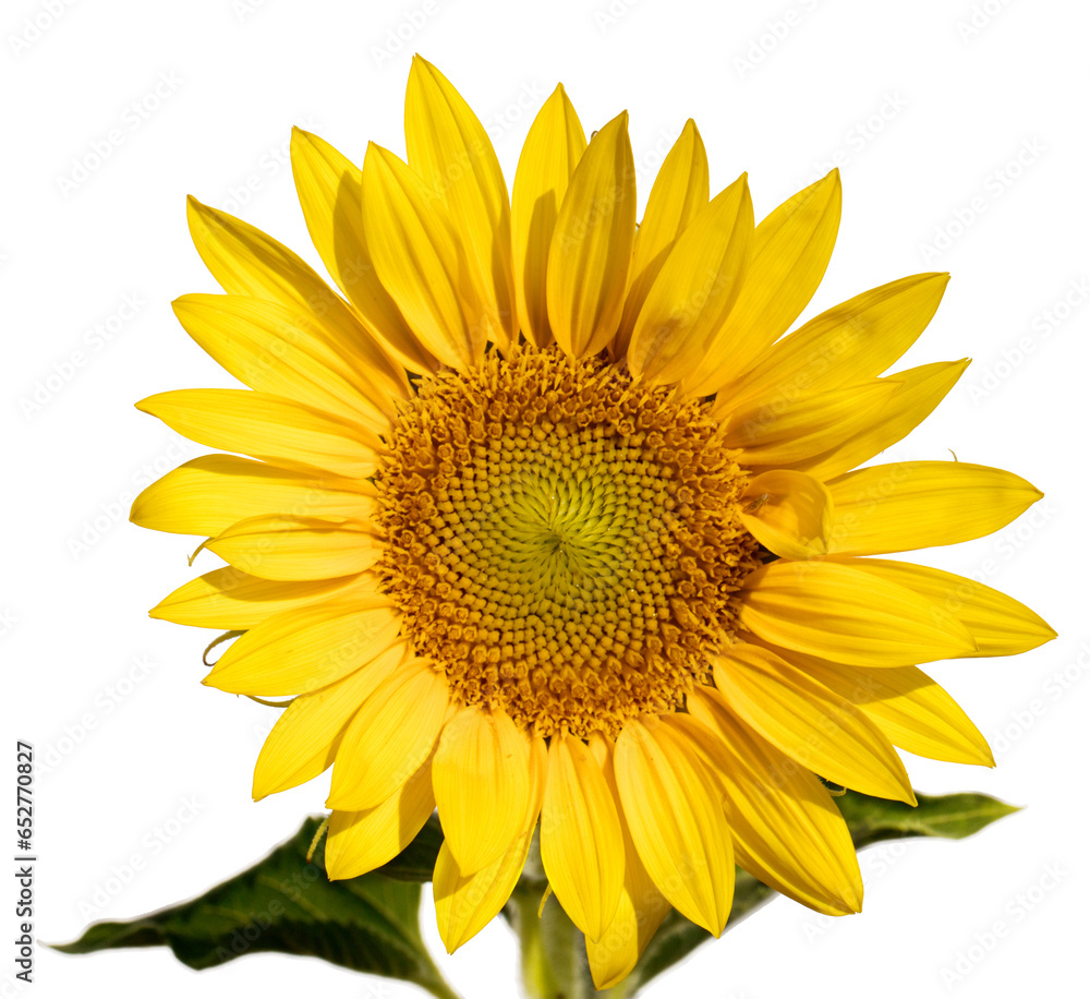 Fototapeta premium Radiant Sunflower: A Splash of Yellow on a Pure White Canvas