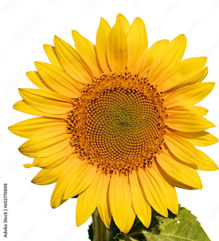 Fototapeta premium The Golden Bloom: Sunflower's Vibrance on a Clean White Palette