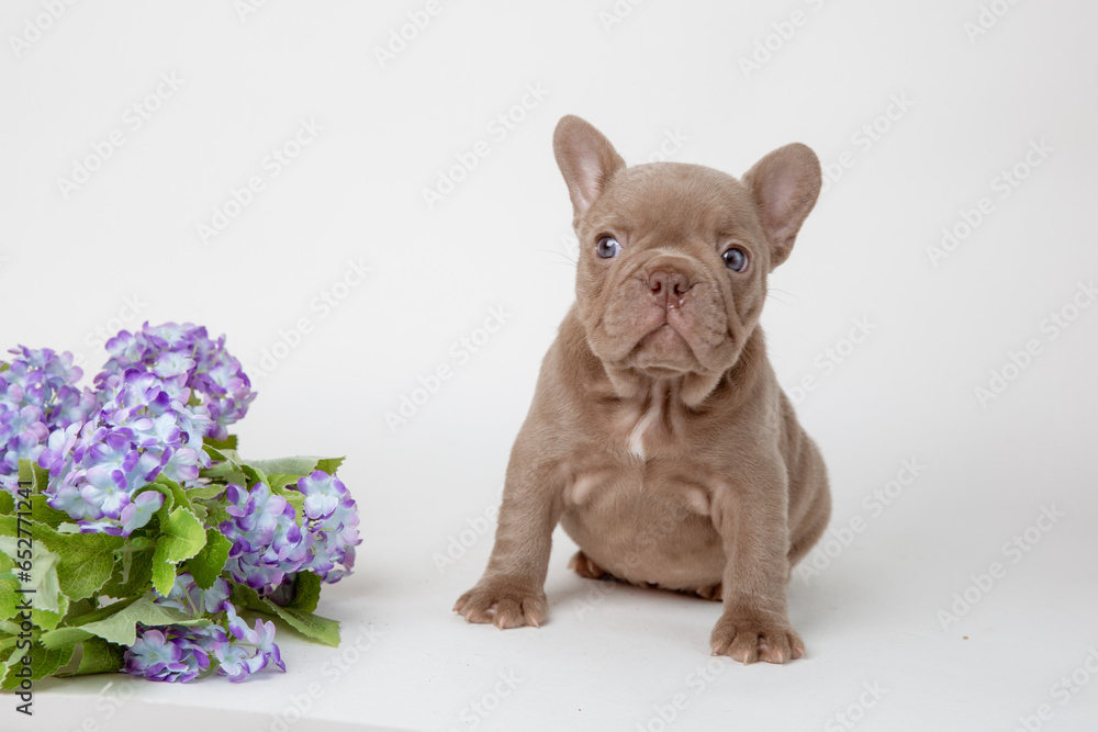 french bulldog puppy with flowers on a white background, calendar