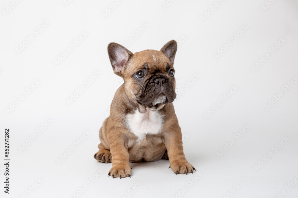A charming French bulldog puppy sitting facing forward. He looks curiously into the camera Isolated on a white background.
