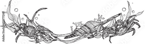 Marine composition banner of shells, driftwood algae with crabs. Black and white hand-drawn graphics translated into vector illustration 