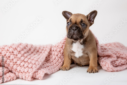 Fototapeta Naklejka Na Ścianę i Meble -  funny French bulldog puppy wrapped in a knitted plaid with glasses on a white background