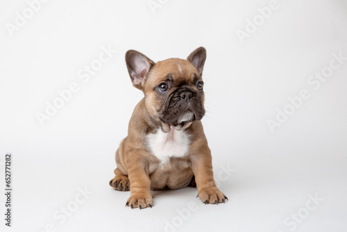A charming French bulldog puppy sitting facing forward. He looks curiously into the camera Isolated on a white background. © Olesya Pogosskaya
