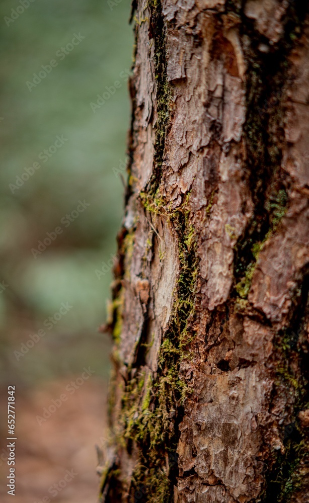 Closeup of a tree trunk with moss between cracks. Closeup of a tree trunk with moss between cracks.