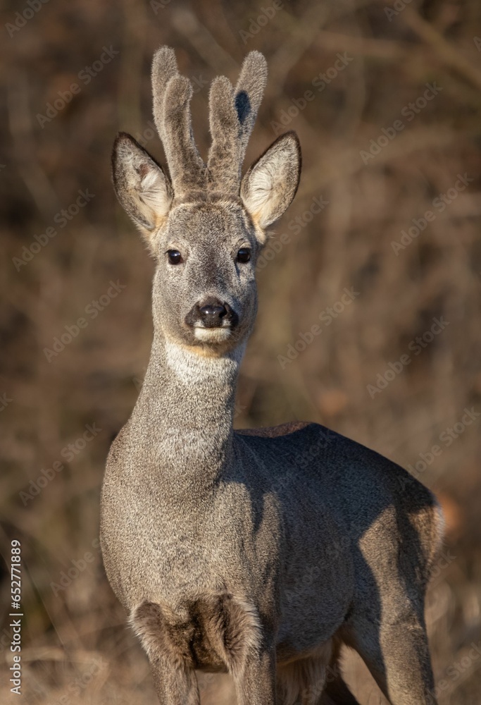 Fototapeta premium Roe deer stands surrounded by a sun-scorched grassy plain