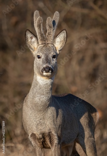 Fototapeta Naklejka Na Ścianę i Meble -  Roe deer stands surrounded by a sun-scorched grassy plain