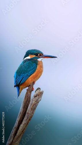 Vertical closeup of a kingfisher perched on a tree branch