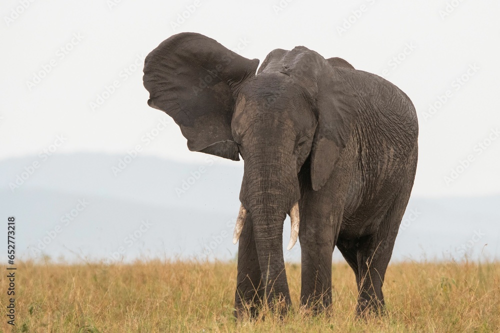 an elephant walking through the savannah with mountains in the distance