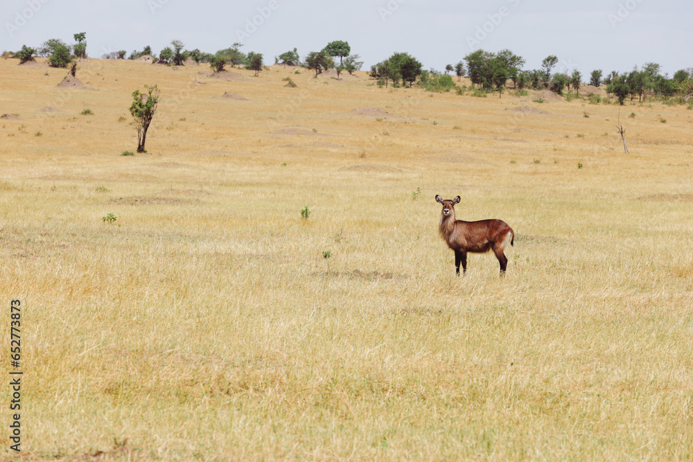 Naklejka premium Impala in the savannah