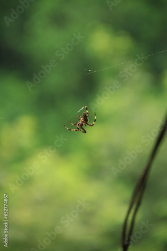 Vertical closeup shot of a small spider weaving a web