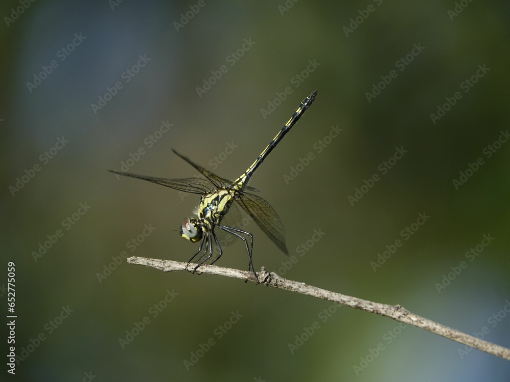 Closeup of a dragonfly atop a lush green tree branch against a vibrant backdrop Closeup of a dragonfly atop a lush green tree branch against a vibrant backdrop